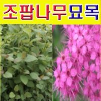 D소망 붉은꽃 조팝나무묘목 포트 10그루