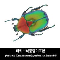 바부르마트터키보석풍뎅이표본-Protaetia speciosa ssp jousselini숲속의작은친구들