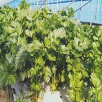 [업체발송] 샐러리 (Celery) 1포기 1kg 내외