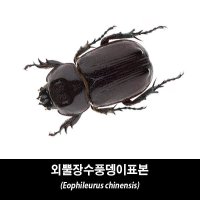 외뿔장수풍뎅이표본-Eophileurus chinensis