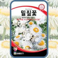 밀짚꽃씨앗 밀집꽃종자 30립 종이꽃 헬리크리섬 꽃씨몰 봄 여름 가을 Strawflower  1개