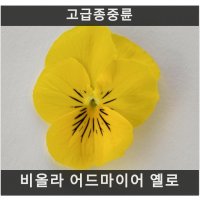 식용꽃 씨앗] 비올라 어드마이어 옐로 (제비꽃) 10립