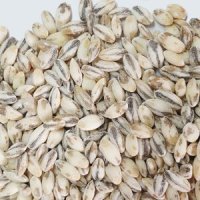 보리(흑보리) 50g (Hordeum Vulgare) 국산-제주