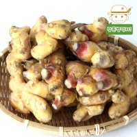 [삼촌농장] 향긋한 영주 햇 생강 1kg