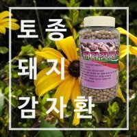 토종돼지감자환500g