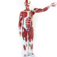 교육용 인체 근육 모형 내부 장기 해부학 모델 병원