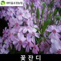 -새마을조경농원- 꽃잔디 꽃잔디묘목