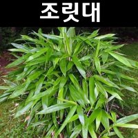 조릿대 나무 묘목 화분1개 정원수 조경수