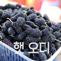 고창오디생과 2023년 햇오디 특품 트레이 냉동 포장