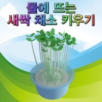 물에 뜨는 새싹 채소 키우기 10인용