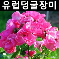 유럽사계덩굴장미 안젤라 나무 묘목 개화주 포트 1개