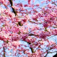 벚나무 묘목 품종 왕벚 겹벚 수양벚꽃나무