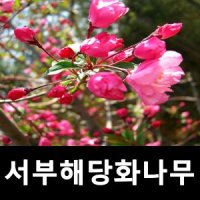 서부해당화나무 묘목 수사해당 접목1년 특묘 3주묶음