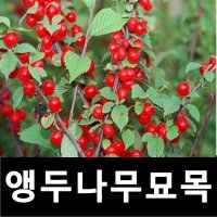 앵두나무 묘목 결실주 R4cm