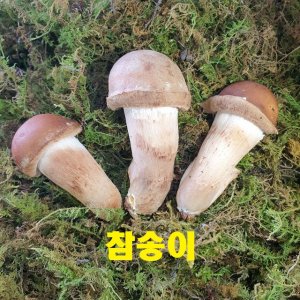 인생 버섯~곡성 참송이버섯(2시전주문 내일도착/국내산 무농약 산지직송)[