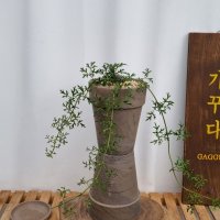 켄트마이조 상록으아리 공기정화식물 식물인테리어 플랜테리, 가꾸다