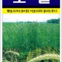 호밀씨앗(1000립)/새싹호밀