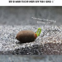 고운물가든 발아 연꽃 씨앗 1개