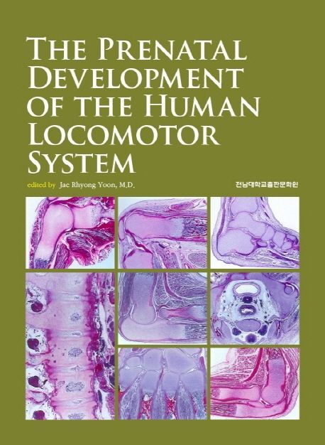 The prenatal development of the human locomotor system
