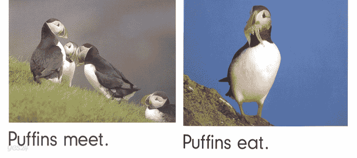 Puffins Climb, penguins Rhyme