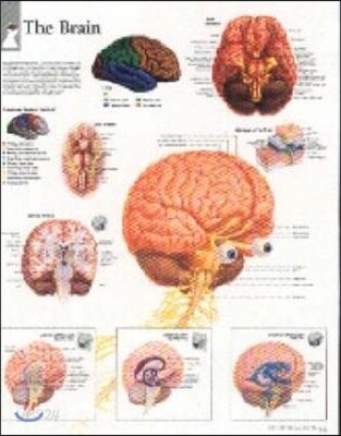 Brain