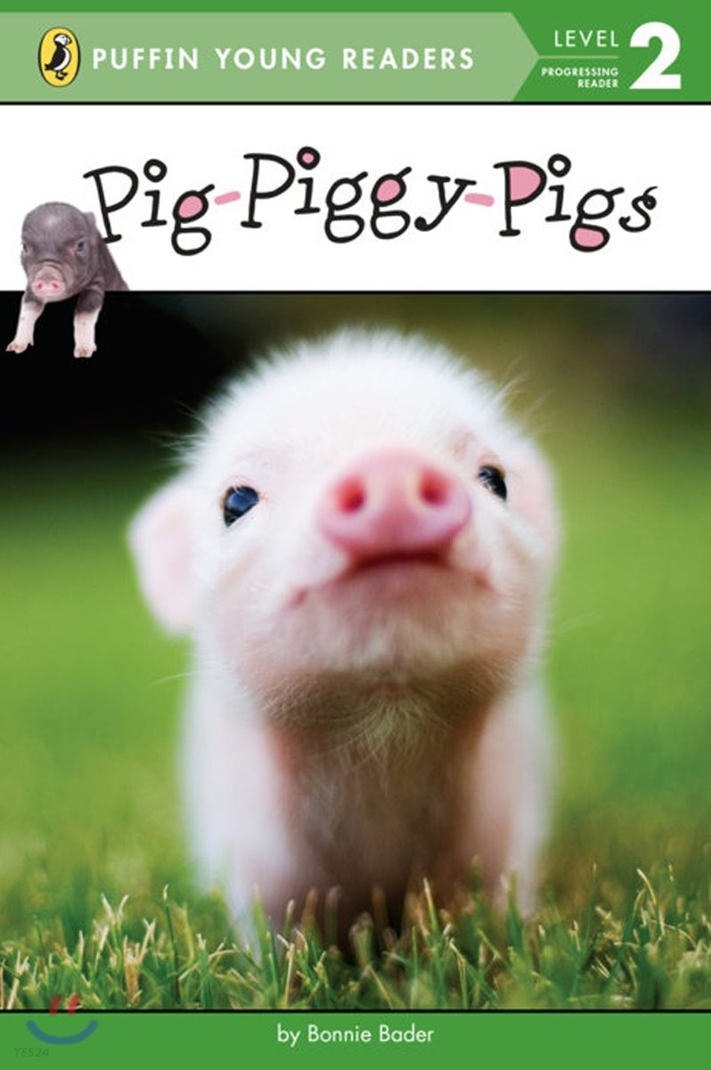 Pig-piggy-pigs
