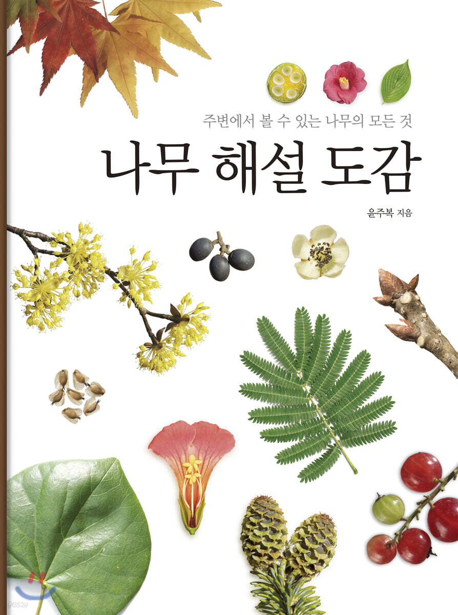 나무 해설 도감 (주변에서 볼 수 있는 나무의 모든 것, 개정증보판)