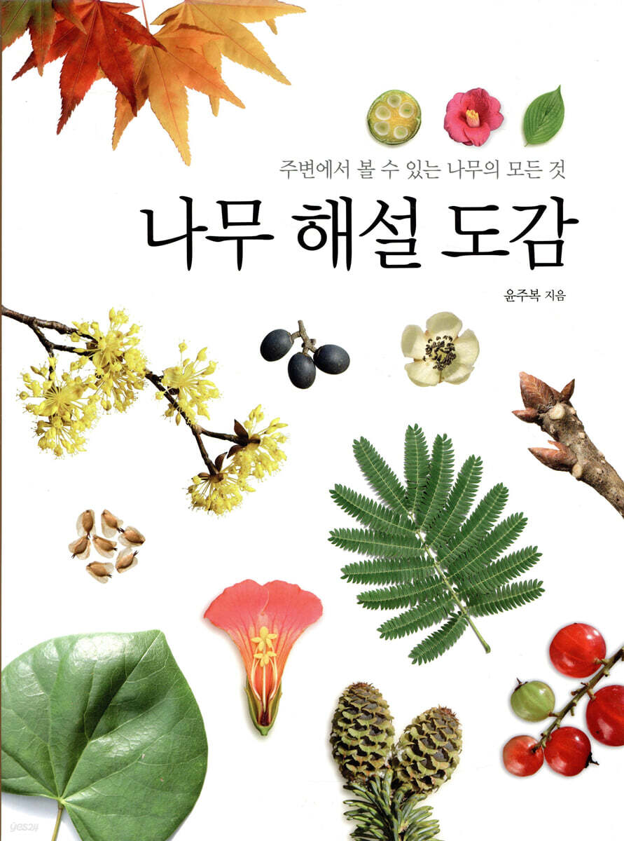 나무 해설 도감: 주변에서 볼 수 있는 나무의 모든 것