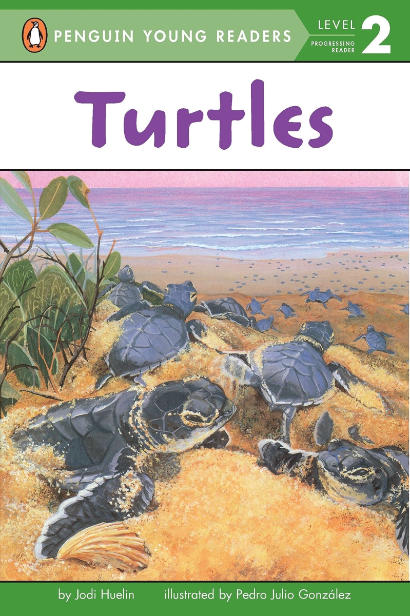 Turtles Paperback