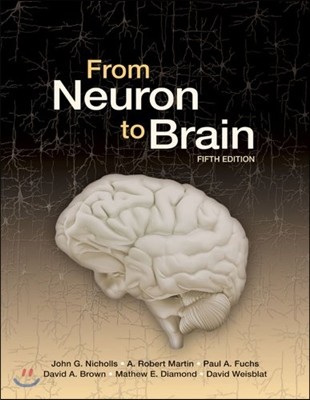 From neuron to brain