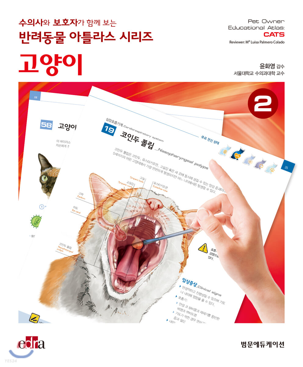 고양이