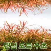 랜덤 토분 수초 1개