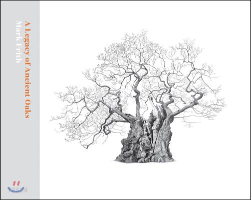 A Legacy of Ancient Oaks