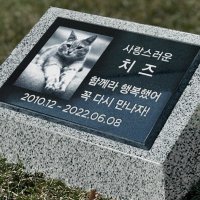 그레이스톤 강아지 사진 수목장 묘지 비석 180mm