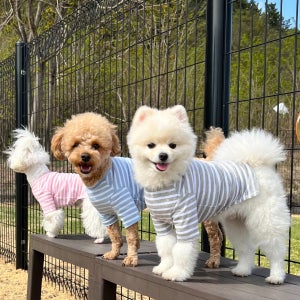 마린 포켓 티셔츠, 쇼프독