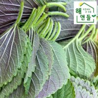 산지직송 당일수확 깻잎 1kg 2kg 묶음 경남 밀양  깻잎 2kg 20매단위 50묶음(약1000매)  50개