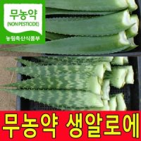 친환경 무농약 알로에베라 5kg 생잎 산지직송