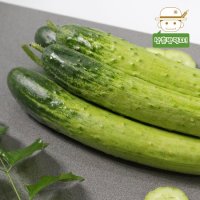 [삼촌농장] 수분 가득 백다다기 오이(특품) 3kg