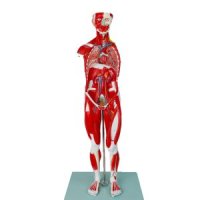 인체 근육 모형 장기 구조조직 해부 근육모형