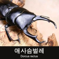 초보사육용 애사슴벌레 수컷 30-34mm