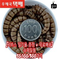 [nb밀웜] 슈퍼밀웜 생밀웜 소동물 먹이