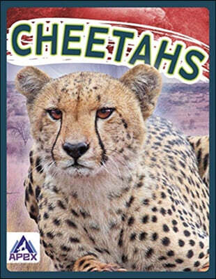 Cheetahs