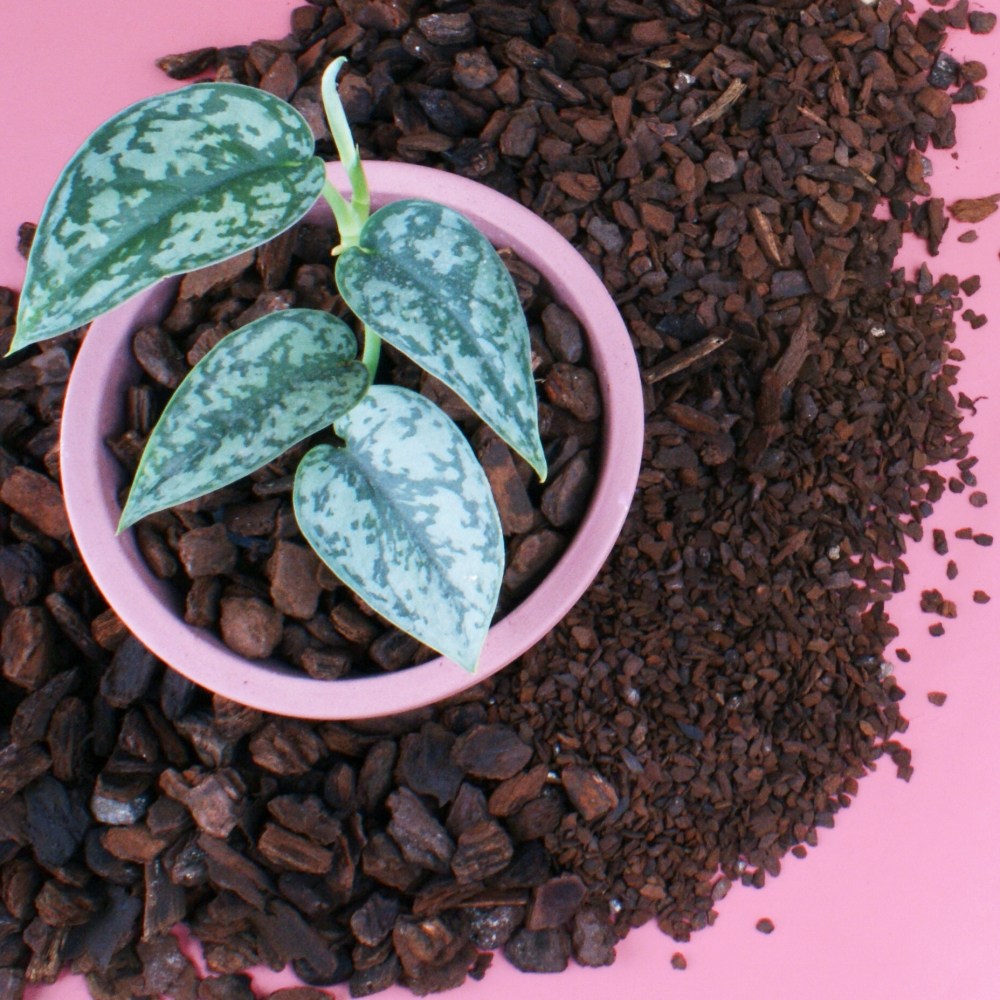 모두의가든 뉴질랜드 오키아타 바크 35L 소나무 나무껍질 <b>파인바크</b> 화분 멀칭 분갈이흙 특대립 12-17mm 1개