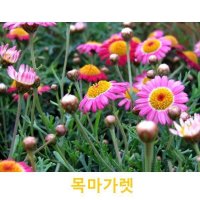 초화식물/야생화 목마가렛 화분모종 4개(L0061)  4개