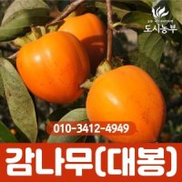 감나무 대봉 5주묶음 1등묘 특묘 대봉감 감 과일 나무 묘목 도시농부