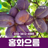 으름나무 홍화으름 결실주 나무 묘목 도시농부TI