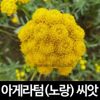 노랑 아게라텀씨앗 아개라텀 씨앗 ( ageratum seed 50알 )