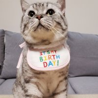 강아지 고양이 스트라이프 생일파티 케이프 스카프 선물 S