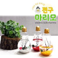 전구병 마리모키우기 집콕 DIY체험학습 수경식물