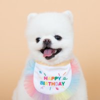 초코펫 하우스 생일축하 케이프 생일파티케이프